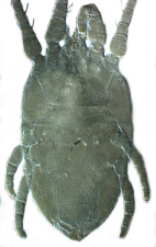 Brevipalpus californicus