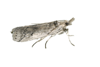 Cactoblastis cactorum