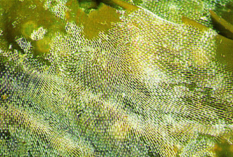 Membranipora membranacea