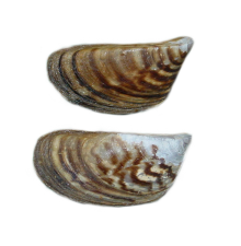 Dreissena polymorpha