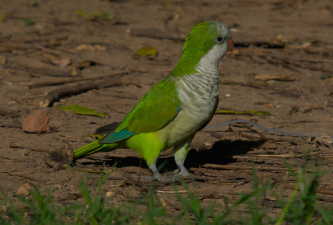 small green parrot