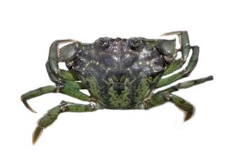 Carcinus maenas