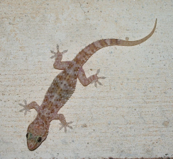 full grown mediterranean gecko