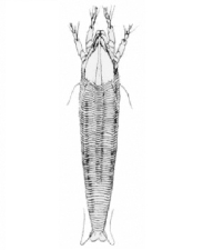 Abacarus hystrix