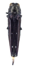 Agrilus prionurus