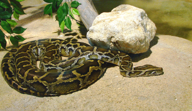 burmese python full grown