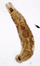 Pseudodactylogyrus bini