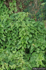 Dioscorea bulbifera