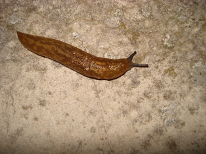 common garden slug