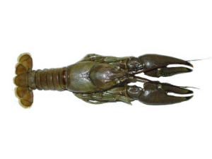 Orconectes rusticus