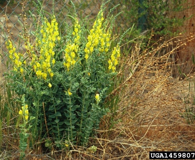 d toadflax