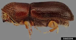 TCD beetle