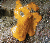 Lined Compound Tunicate