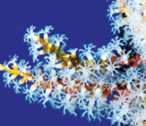 Snowflake Coral