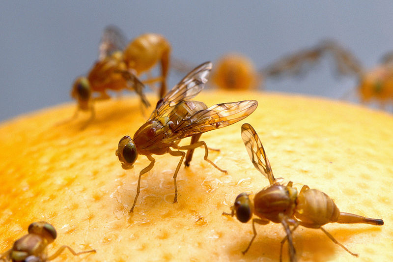 Mexican Fruit Fly on a grapefruit 