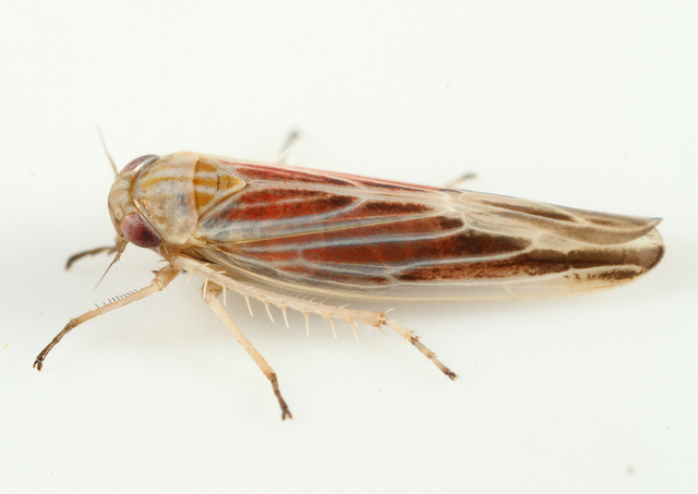 Emerald Ash Borer