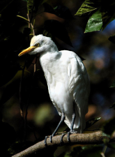 Bubulcus ibis