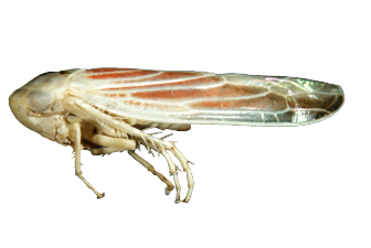 Leafhopper, Types, Habits & Prevention