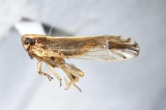 Perkinsiella saccharicida