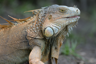 Iguana iguana