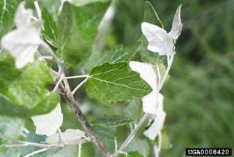 Populus alba