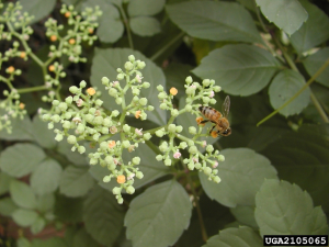 Cayratia japonica