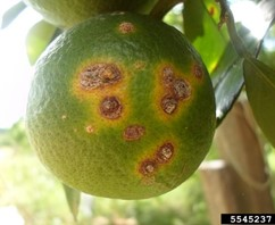 Xanthomonas citri citri