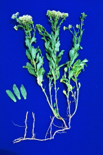 Lepidium draba