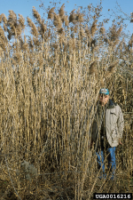 Phragmites australis