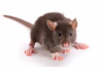 How to control invasive rats and mice at home without harming