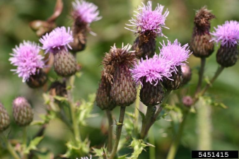 Cirsium arvense