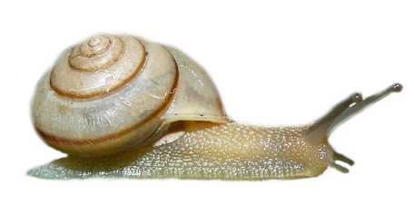 Significant Snail: A Breast by Any Other Name