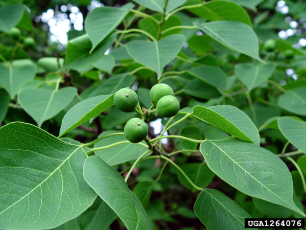 Triadica sebifera