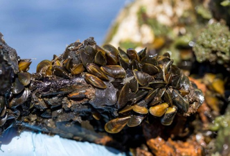 Limnoperna fortuneii