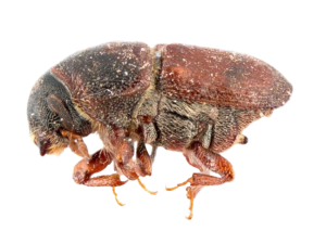 Scolytus schevyrewi