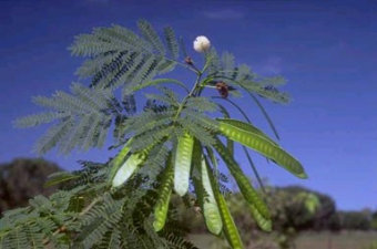 Leucaena leucocephala