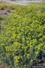 Euphorbia esula