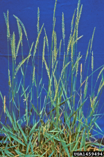 Elymus repens