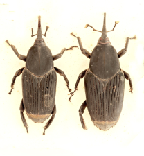 Rhynchophorus palmarum