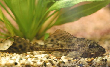 Hypostomus plecostomus and Pterygoplichthys anisitsi