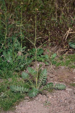 Brassica tournefortii