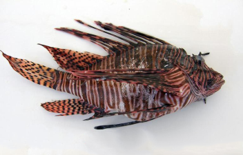 Pterois volitans