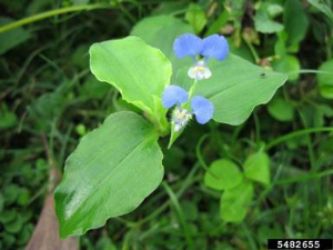 Commelina benghalensis