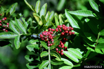 Schinus terebinthifolius