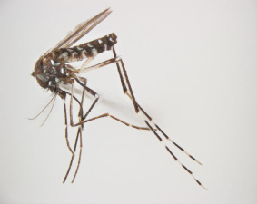 Aedes albopictus