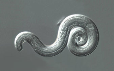 Angiostrongylus cantonensis