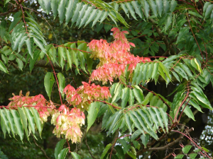 Ailanthus altissima