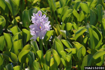 Eichhornia crassipes