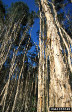 Melaleuca quinquenervia