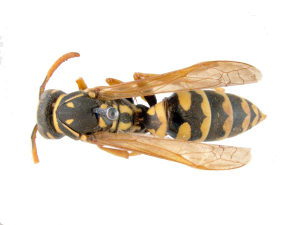 Polistes dominula